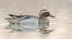 Garganey - Photo (c) Ксения Соварцева, some rights reserved (CC BY-NC), uploaded by Ксения Соварцева