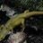 radbackedsalamander